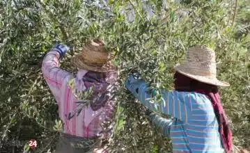 Chômage et pénurie des bras : le grand paradoxe des champs marocains