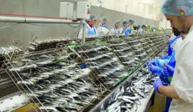 Interdiction de l’exportation de sardines congelées à partir du 1er février 2026