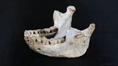 Des fossiles casablancais redéfinissent la chronologie de l'évolution humaine