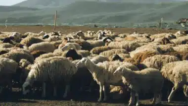 Reconstitution du cheptel : lancement du contrôle des femelles reproductrices