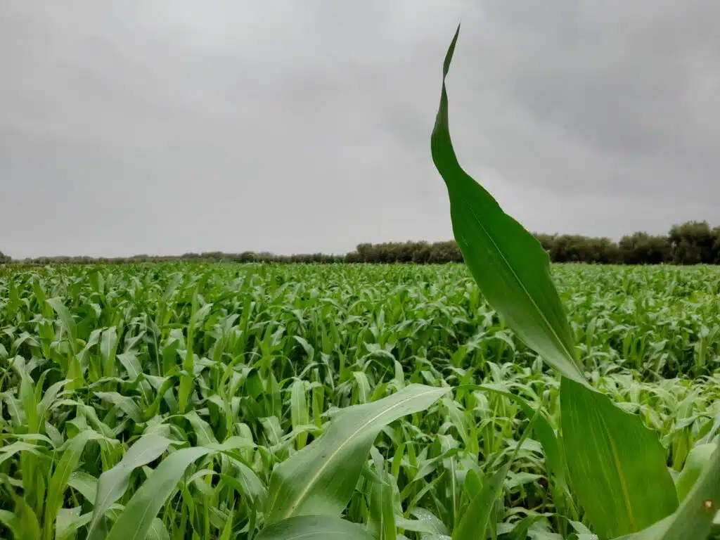 Le point sur la campagne agricole dans la région de Beni Mellal-Khenifra
