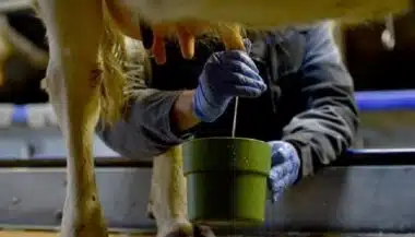 Filière laitière : une reprise progressive, de nouveaux projets en préparation pour structurer le secteur et relancer la consommation