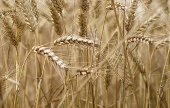 Après des années de sécheresse, le Maroc espère un record de production céréalière