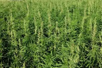 Cannabis : les préparatifs de la quatrième campagne à un stade avancé, dans l’attente de conditions climatiques plus clémentes