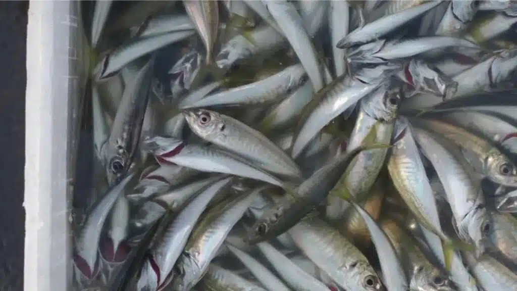 Sardine : les modalités d’application de l’interdiction d’exportation désormais précisées