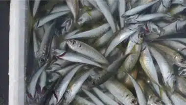 Sardine : les modalités d’application des restrictions d'exportation désormais précisées