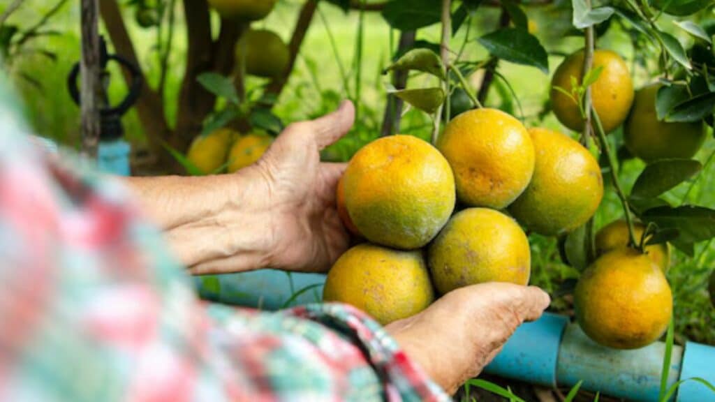 Intempéries au Maroc: vergers d’agrumes touchés au Gharb et au Loukkos, Maroc Citrus évoque de lourdes pertes