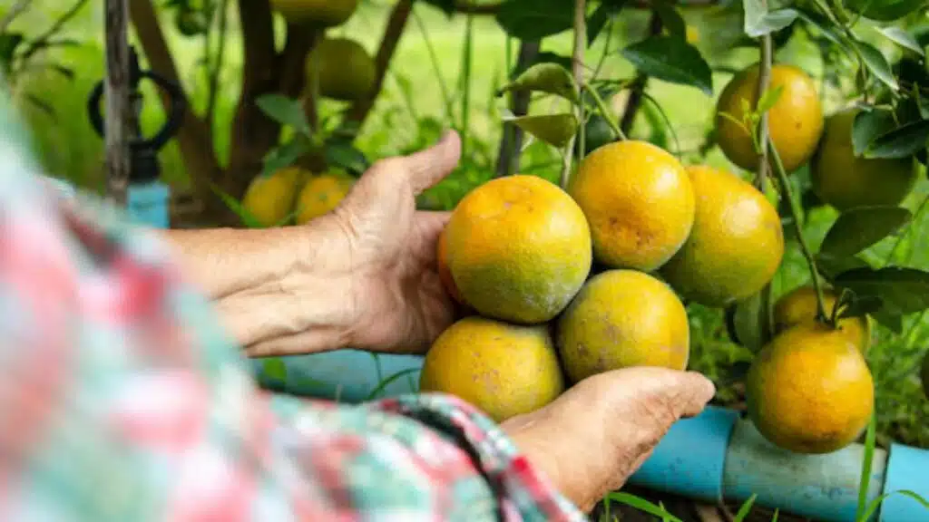 Intempéries au Maroc: vergers d’agrumes touchés au Gharb et au Loukkos, Maroc Citrus évoque de lourdes pertes