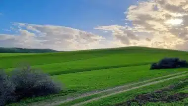 Oriental : les pluies relancent la campagne agricole 2025-2026 et ravivent l’espoir des agriculteurs