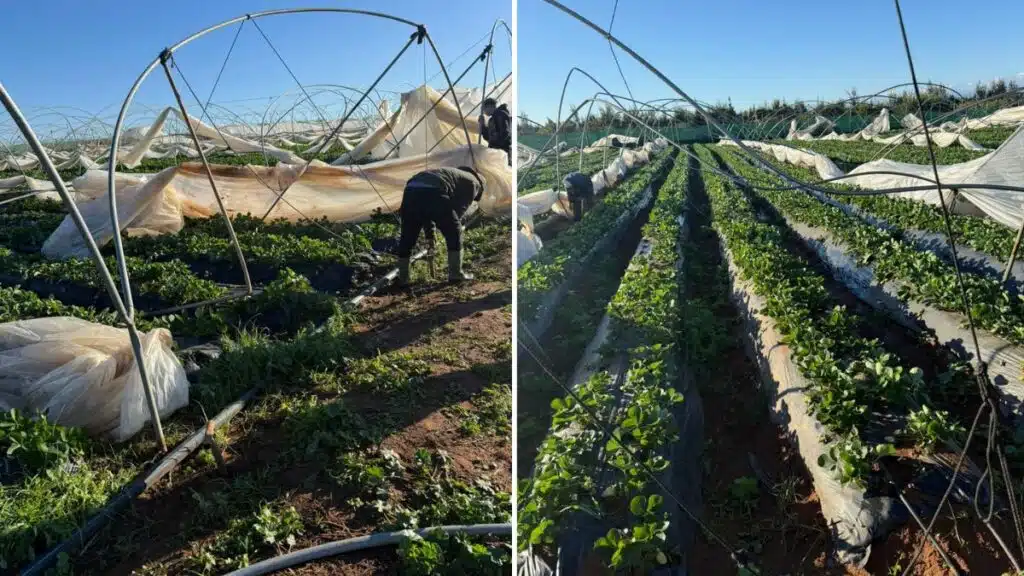 Intempéries du Gharb : agrumes et fruits rouges confrontés à de lourdes pertes