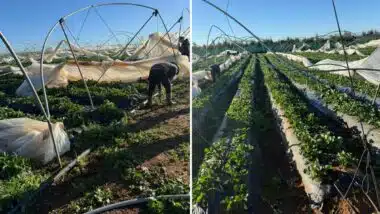 Intempéries du Gharb : agrumes et fruits rouges confrontés à de lourdes pertes