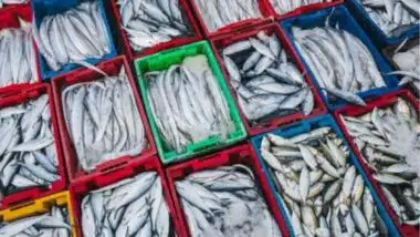 Sardine : les prix de gros oscillent entre 3,50 et 7,40 DH/kg au début du Ramadan