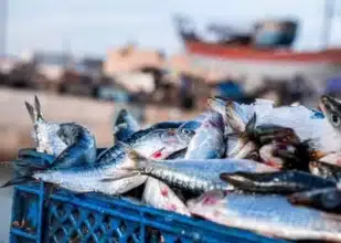 Nette détente des prix de la sardine dans les ports