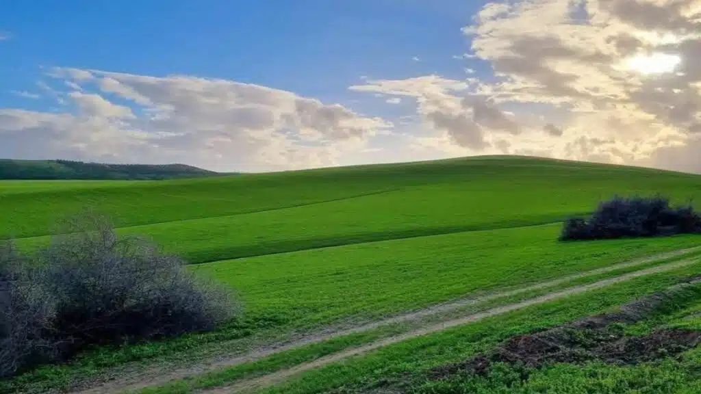 Après plus de 100.000 hectares touchés, la relance agricole s’organise dans le Gharb et le Loukkos