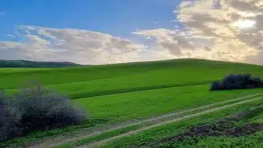 Gharb et Loukkos : plus de 100.000 hectares touchés, la relance agricole s’organise