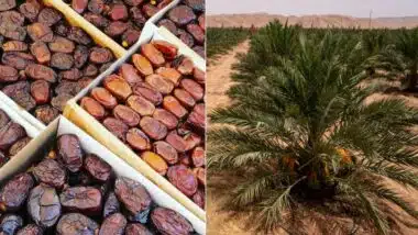 Dattes. Le Maroc autosuffisant &ldquo;dans les quatre à cinq prochaines années&rdquo; ?