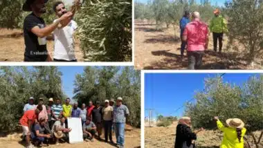 Oléiculture : Al Moutmir déploie des milliers de plateformes pour améliorer la productivité