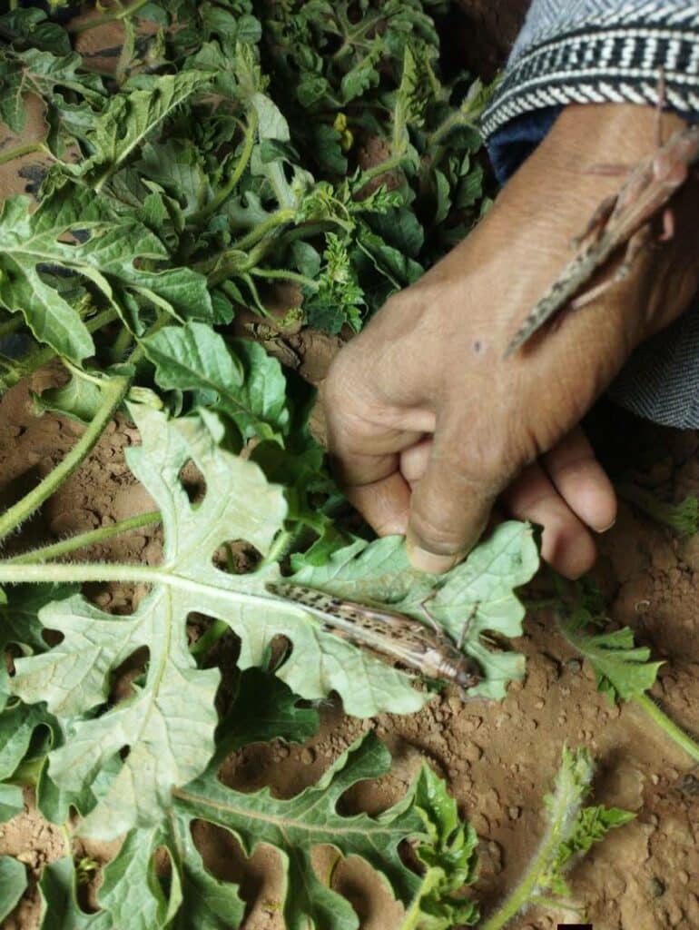Criquets pèlerins : situation acridienne sous contrôle malgré une première apparition à Zagora