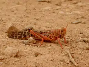 Criquets pèlerins : situation acridienne sous contrôle malgré une première apparition à Zagora