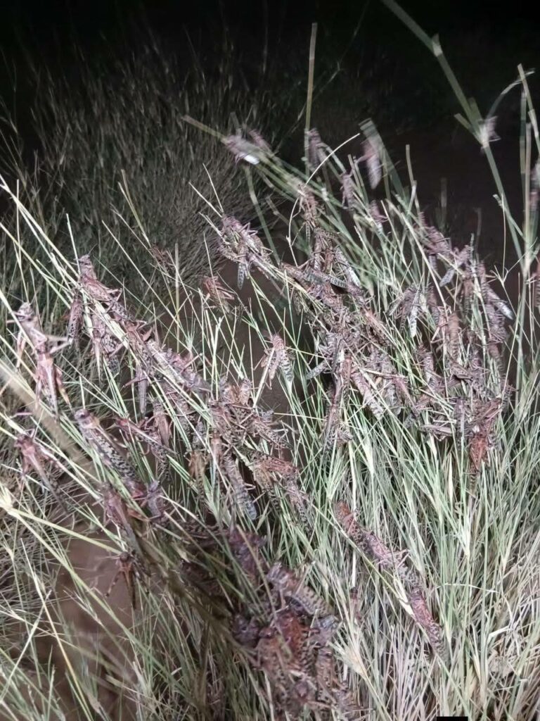 Criquets pèlerins : situation acridienne sous contrôle malgré une première apparition à Zagora