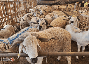 Aïd Al-Adha : voici pourquoi les prix des moutons devraient rester raisonnables cette année