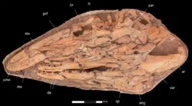 Science. Un géant marin vieux de 66 millions d’années découvert près de Khouribga