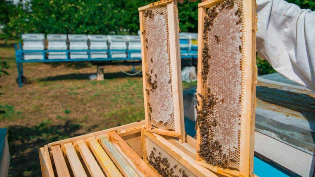 Oriental des appels d’offres pour renforcer la filière apicole dans le cadre du programme IHYAE