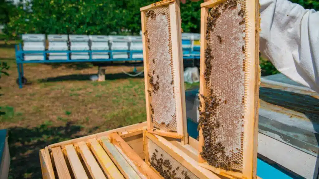 Oriental des appels d’offres pour renforcer la filière apicole dans le cadre du programme IHYAE