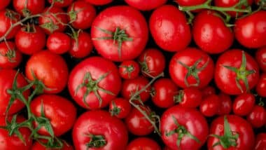 Tomates : une nouvelle prime de 750 DH par tonne pour conquérir les marchés non européens