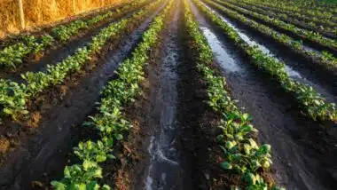 Campagne agricole 2025-2026. Après un hiver pluvieux, où en est réellement la saison ?