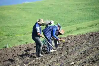 Campagne agricole : grâce aux pluies et aux barrages, plusieurs régions sortent la tête de l'eau