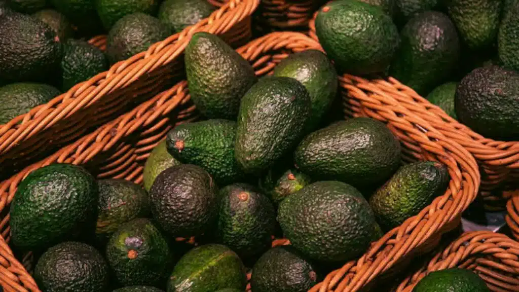 Avocats : la production chute de 50 % lors de la campagne 2025-2026