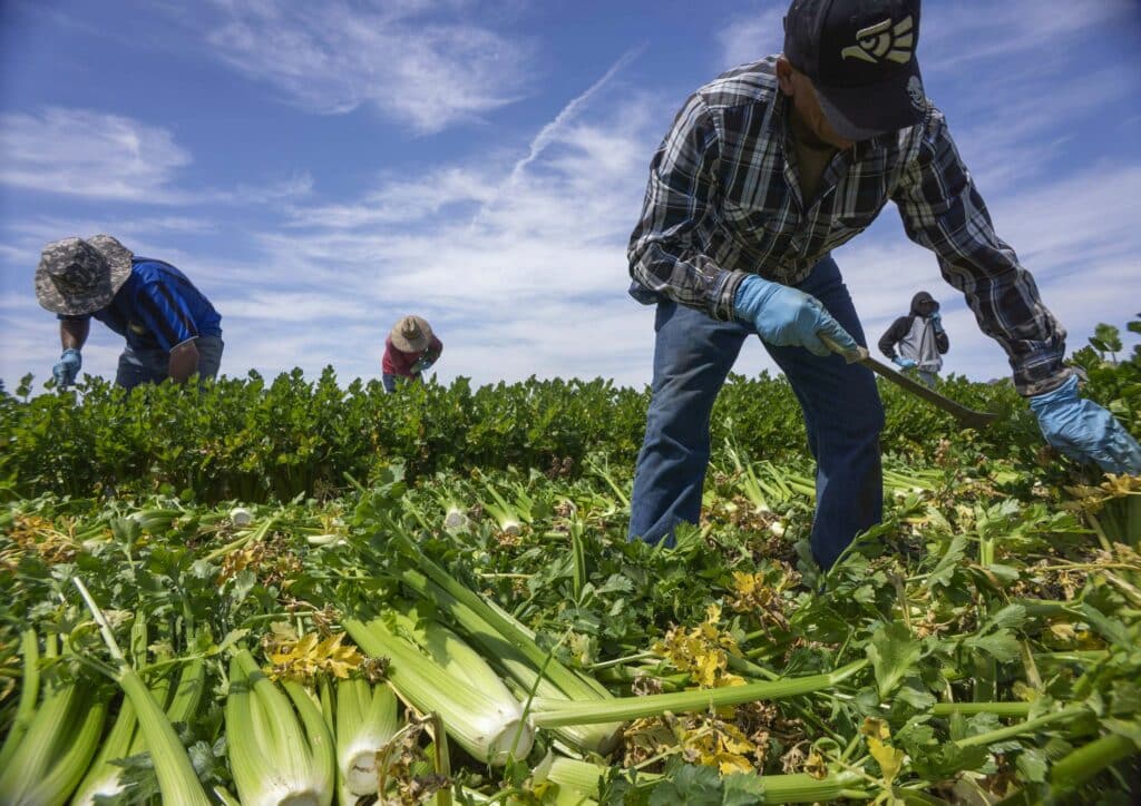 Agriculteurs américains concernés par l’approvisionnement en engrais marocains