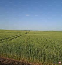 Céréales. Une récolte en forte hausse au Maroc, mais toujours sous la menace d’un coup de chaleur