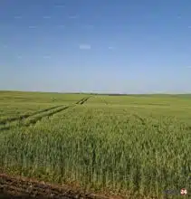 Céréales. Une récolte en forte hausse au Maroc, mais toujours sous la menace d’un coup de chaleur