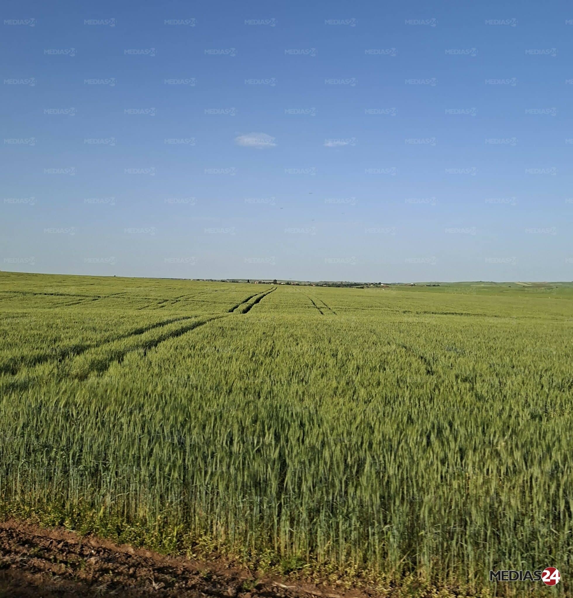 Céréales. Une récolte en forte hausse au Maroc, mais toujours sous la menace d’un coup de chaleur