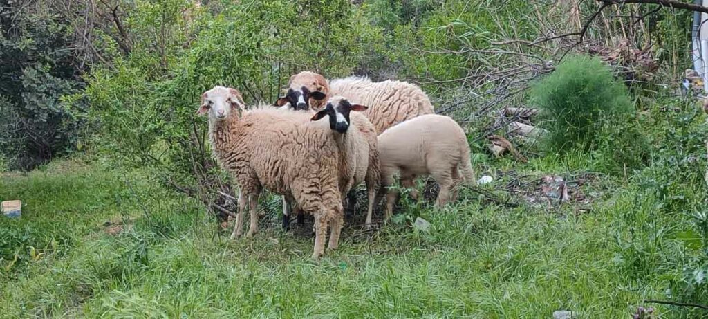 Reportage.Tigouliane change de visage après une pluviométrie exceptionnelle