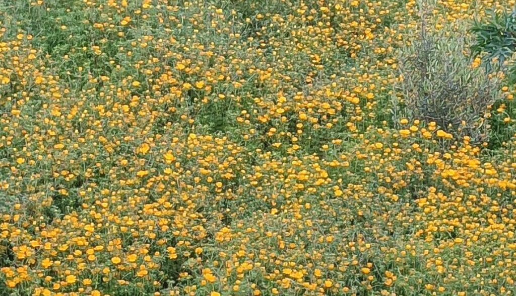 Reportage.Tigouliane change de visage après une pluviométrie exceptionnelle