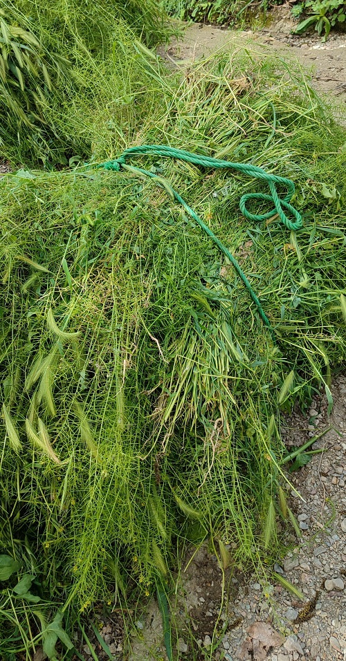 Reportage.Tigouliane change de visage après une pluviométrie exceptionnelle