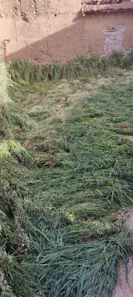 Reportage.Tigouliane change de visage après une pluviométrie exceptionnelle