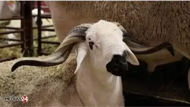 Aïd Al-Adha : offre abondante, qualité au rendez-vous… les éleveurs livrent leurs conseils aux consommateurs