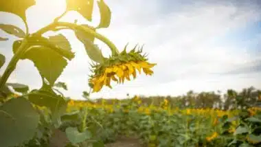 Filière oléagineuse : 30.000 tonnes attendues, mais 98 % des besoins restent importés