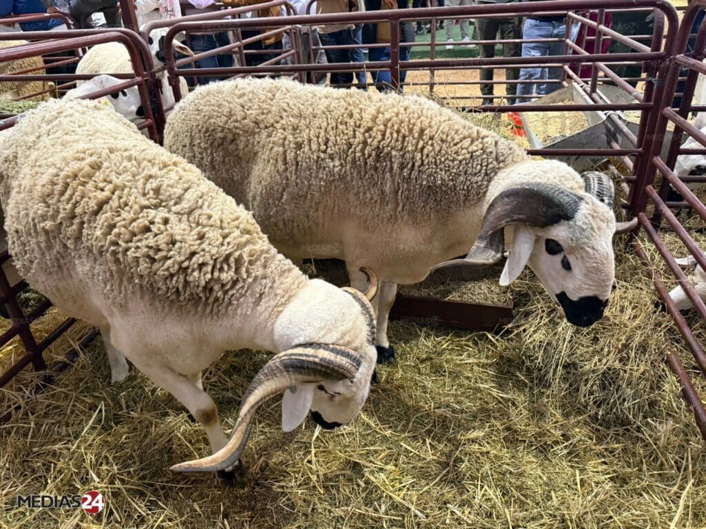 Aïd al-Adha : Akhannouch appelle les éleveurs à accélérer la mise sur le marché et à maintenir les prix