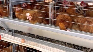 Volailles : forte autosuffisance et dynamique export, l’informel reste un défi de la filière