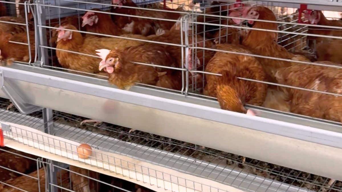 Volailles : forte autosuffisance et dynamique export, l’informel reste un défi de la filière