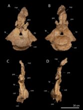 Dinosaures : un nouveau titanosaure découvert à Khouribga éclaire la fin du Crétacé au Maroc