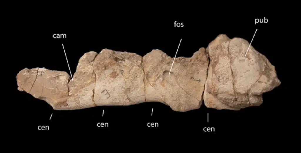 Dinosaures : un nouveau titanosaure découvert à Khouribga éclaire la fin du Crétacé au Maroc
