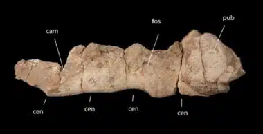 Dinosaures : un nouveau titanosaure découvert à Khouribga éclaire la fin du Crétacé au Maroc