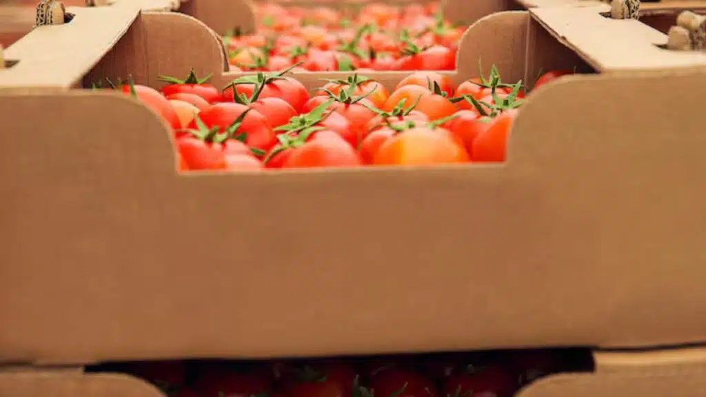 Tomate : après une chute brutale des prix, les exportations reprennent pour soulager les producteurs
