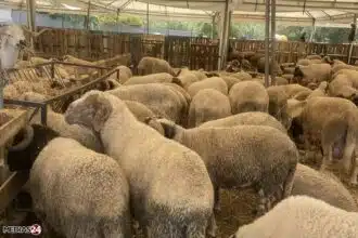 Du jamais vu. Flambée de la viande ovine qui approche les 200 DH/kg